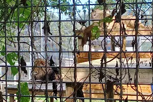 Newquay Zoo image