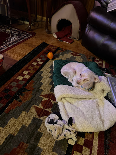 Pet Supply Store «Pet Supplies Plus», reviews and photos, 1970 Portage Trail, Cuyahoga Falls, OH 44223, USA