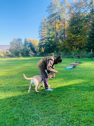 Dogcenter Zürich (Trainingsgelände) - Hundeschule