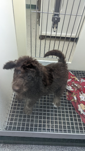 Pet Store «Petland Montgomery», reviews and photos, 7127 Eastchase Pkwy, Montgomery, AL 36117, USA