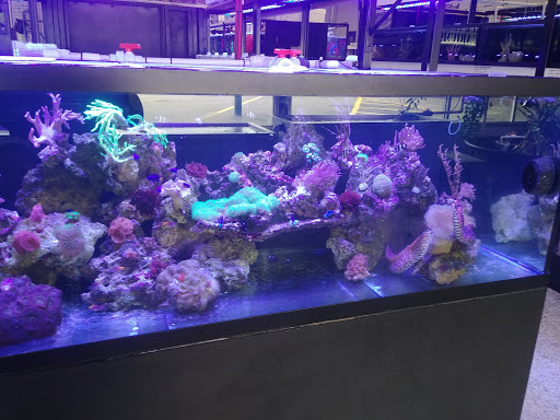 Pet Supply Store «Blue Fish Aquariums», reviews and photos, 5412 Mayfield Rd, Cleveland, OH 44124, USA
