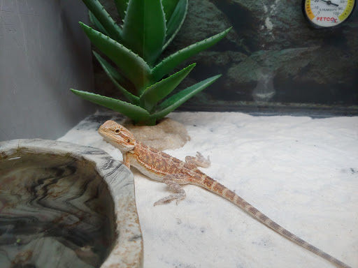 Pet Supply Store «Petco Animal Supplies», reviews and photos, 911 N Stratford Rd c, Moses Lake, WA 98837, USA