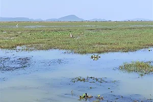 Mangalajodi Wetlands, Tangi image