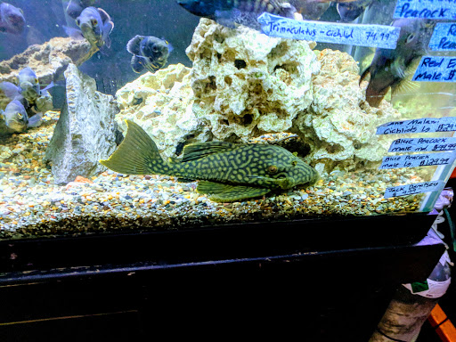 Tropical Fish Store «The Fish Store», reviews and photos, 2050 Chamblee Tucker Rd, Chamblee, GA 30341, USA
