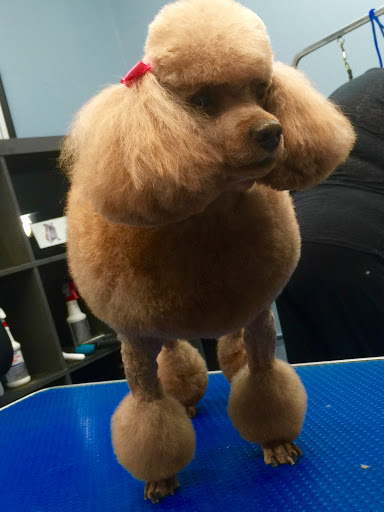 Pet Store «Doggy Dog World Inc», reviews and photos, 2552 Coney Island Ave, Brooklyn, NY 11223, USA