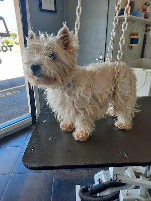 SARL DOGGY CLUB à Conflans-en-Jarnisy