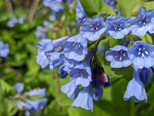 Art Museum «The Frick», reviews and photos, 7227 Reynolds St, Pittsburgh, PA 15208, USA