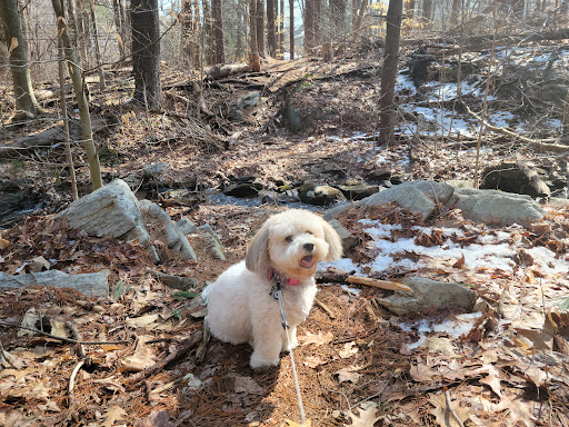 Shelton Dog Park