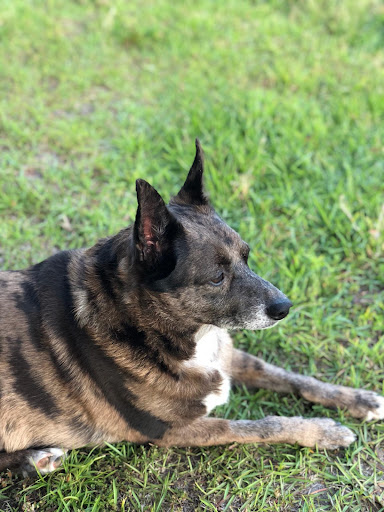 Pet Supply Store «PetSmart», reviews and photos, 11331 Causeway Blvd, Brandon, FL 33511, USA