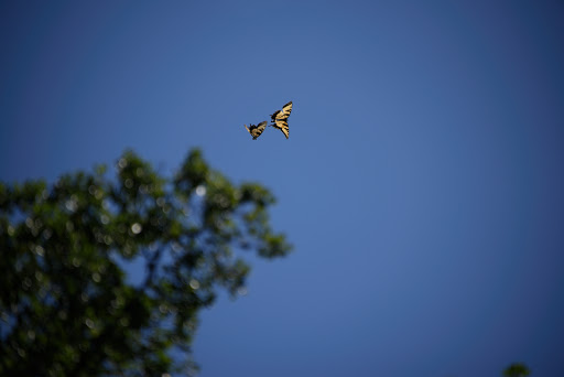 Park «Patapsco State Park», reviews and photos, 1101 Hilton Ave, Catonsville, MD 21228, USA