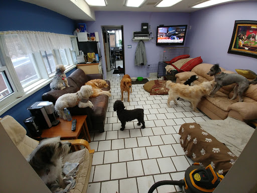 Mutts Daycare & Spaw