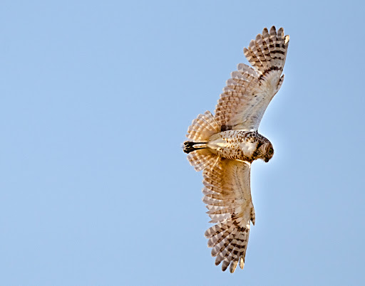 Park «Zanjero Park», reviews and photos, 3785 S Lindsay Rd, Gilbert, AZ 85297, USA