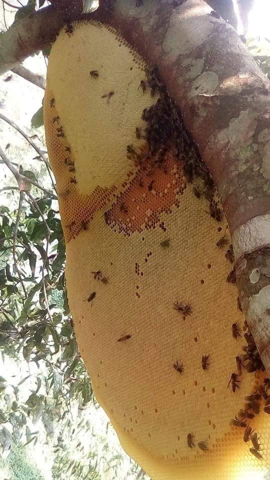 Mật ong rừng Ngọc Linh