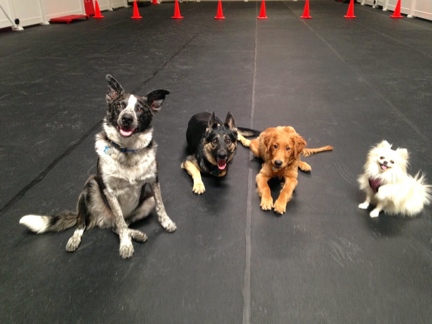 PupTown Dog Daycare & Boarding