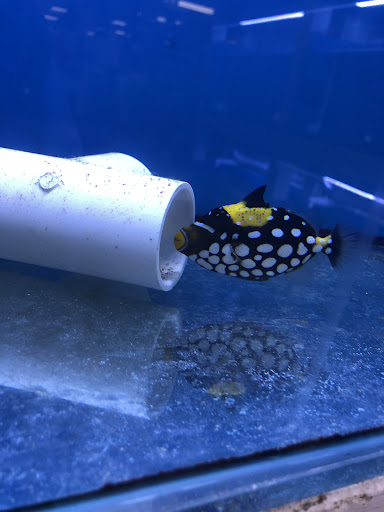 Pet Store «Suncoast Pets», reviews and photos, 7117 US-98, Panama City Beach, FL 32407, USA