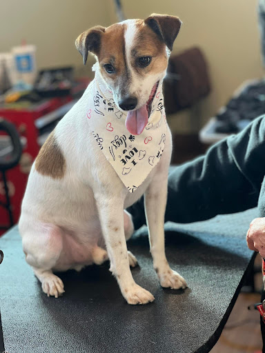 Pet Groomer «Doggie Doos By Amy Lou», reviews and photos, 132 2nd St NE, New Philadelphia, OH 44663, USA