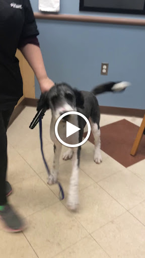 Pet Supply Store «PetSmart», reviews and photos, 7260 Orchard Lake Rd, West Bloomfield Township, MI 48322, USA