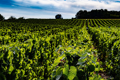 Champagne Arnaud De Cheurlin à Celles-sur-Ource