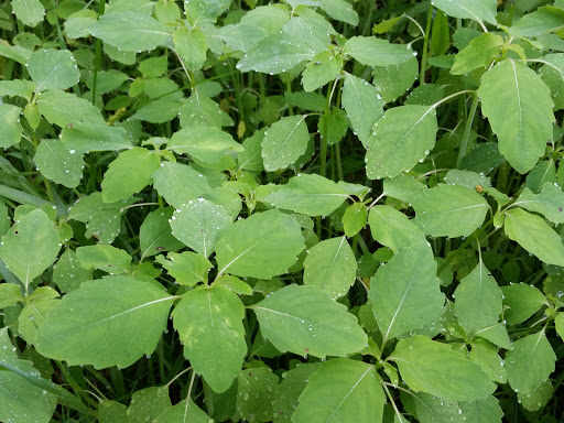 Nature Preserve «Cool Spring Preserve», reviews and photos, 1469 Lloyd Rd, Charles Town, WV 25414, USA