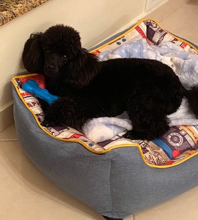 Καραχούντρης - Εκπαιδευτής σκύλου