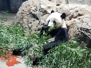 National Zoo - photo 5
