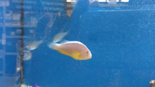 Pet Supply Store «Pet Club Santa Rosa», reviews and photos, 1935 Santa Rosa Ave, Santa Rosa, CA 95407, USA