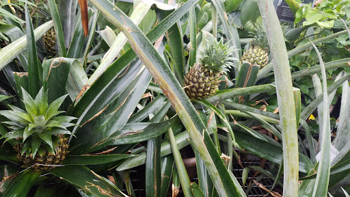 Hardware Store «Orchard Supply Hardware», reviews and photos, 300 Floresta Blvd, San Leandro, CA 94578, USA