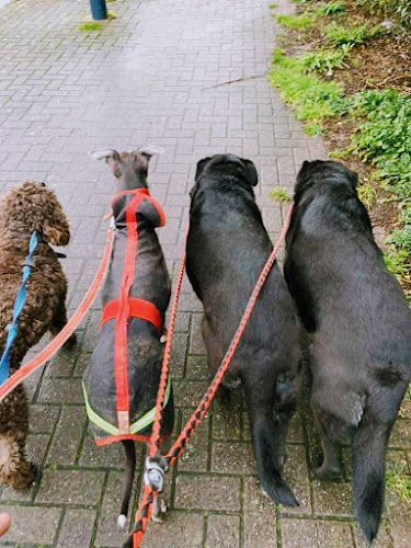 Reviews of Scruffy And Fluffy - Dog Walking @dogwalks.gerard in Birmingham - Dog trainer