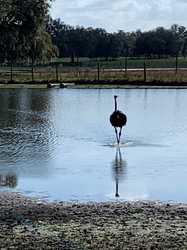 Ranch «Giraffe Ranch», reviews and photos, 38650 Mickler Rd, Dade City, FL 33523, USA