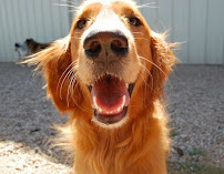 Hip Hounds - Photo 3 - Car repair in Round Rock, TX, Round Rock