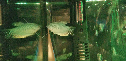 Pet Supply Store «Petco Animal Supplies», reviews and photos, 10383 Reisterstown Rd, Owings Mills, MD 21117, USA