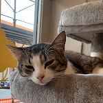 Photo n°2 de l'avis de Aroosa.u fait le 12/02/2023 à 18:14 sur le  Gatto In Tazza - Cat Cafè (Iglesias) à Iglesias