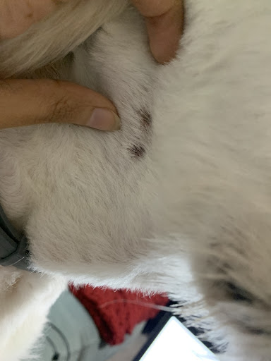 Pet Supply Store «PetSmart», reviews and photos, 6251 N Davis Hwy, Pensacola, FL 32504, USA