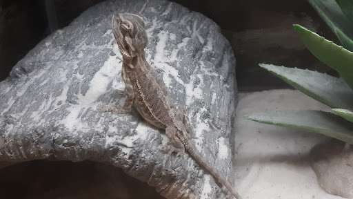 Pet Supply Store «Petco Animal Supplies», reviews and photos, 1201 E Washington Ave, Union Gap, WA 98903, USA