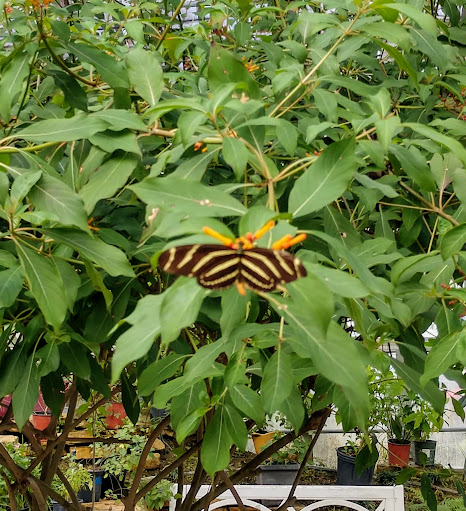 Tourist Attraction «The Shops at The Butterfly Estates and Florida Native Butterfly Society Conservatory (501c3)», reviews and photos, 1815 Fowler St, Fort Myers, FL 33901, USA