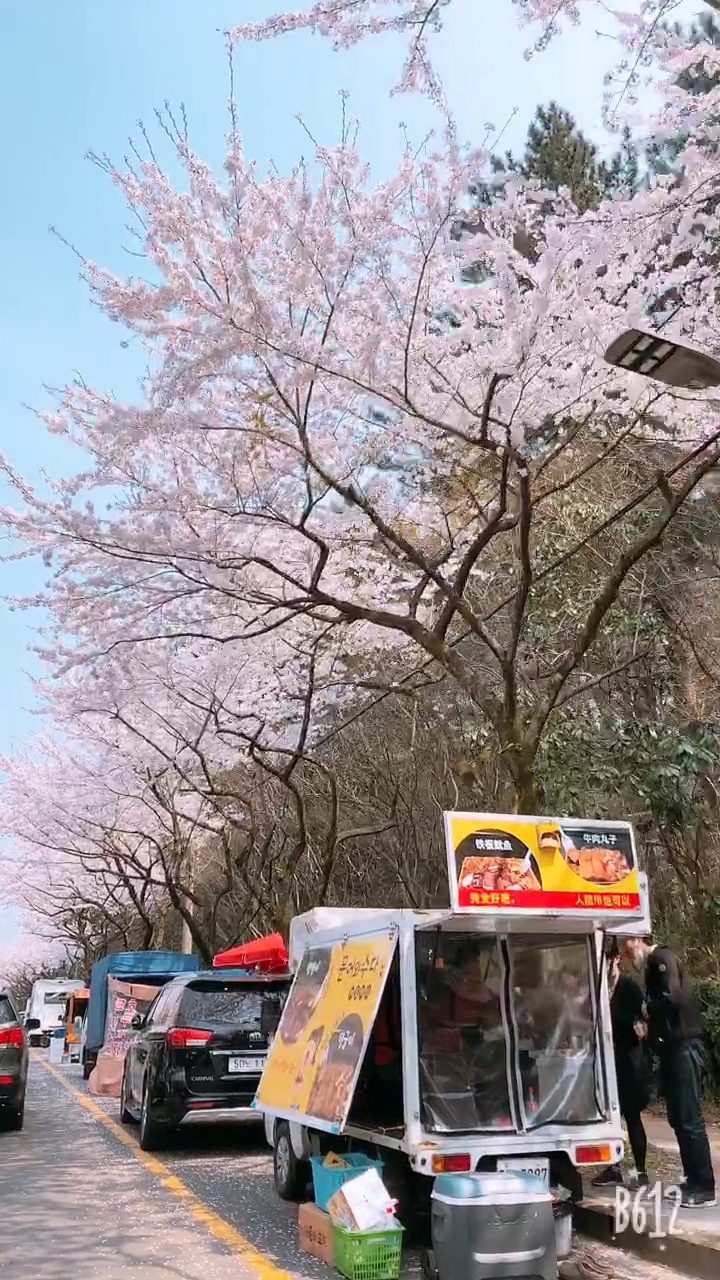 Cherry Blossom Street - Jeju National University
