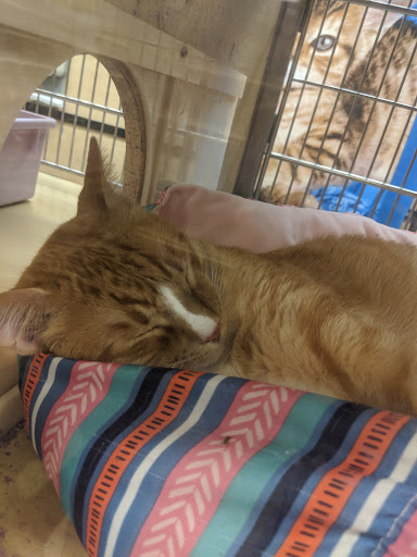 Pet Supply Store «PetSmart», reviews and photos, 466 S Watson Rd, Buckeye, AZ 85326, USA