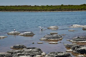 Lake Thetis Stromatolites image