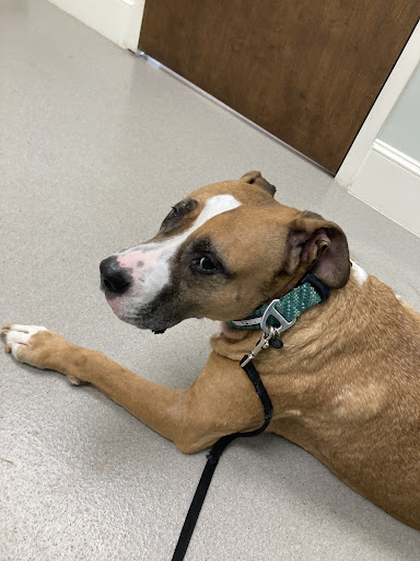 Conway Animal Hospital image