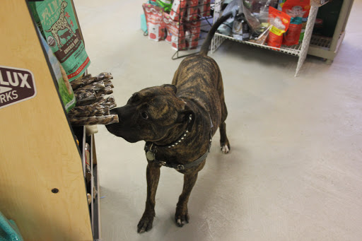 Pet Supply Store «Lucas Pet Supply», reviews and photos, 30 Joys Ln, Kingston, NY 12401, USA