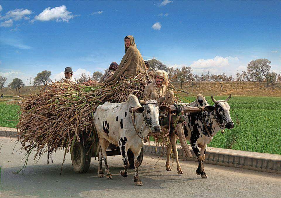 Purana Bhalwal 
