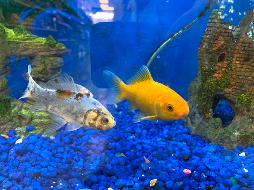 Pet Store «Petland Discounts - Derby», reviews and photos, 49 State Rte 727 # 12, Derby, CT 06418, USA