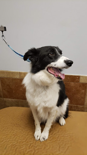 Pet Supply Store «PetSmart», reviews and photos, 2861 Veterans Memorial Pkwy, St Charles, MO 63303, USA