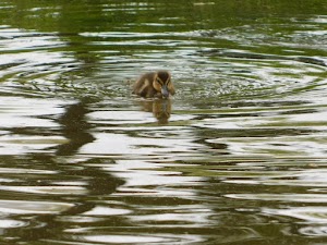Lakeside Park - photo 43