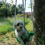 Photo n°1 de l'avis de Patrícia.a fait le 23/05/2021 à 18:37 sur le  Casa das Palmeiras - Nature Houses & Pedagogic Farm à Mangualde