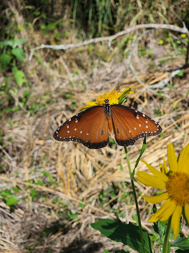 Park «Hugh Ramsey Nature Park», reviews and photos, 1000 TX-499 Loop, Harlingen, TX 78550, USA