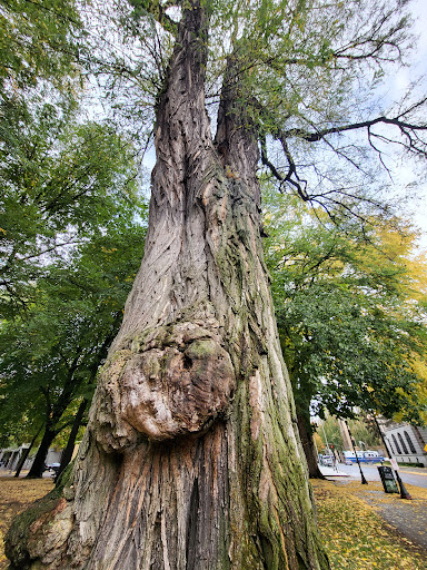 Park «North Park Blocks», reviews and photos, 235 NW Park Ave, Portland, OR 97209, USA