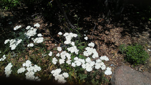 Nature Preserve «Effie Yeaw Nature Center», reviews and photos, 2850 San Lorenzo Way, Carmichael, CA 95608, USA