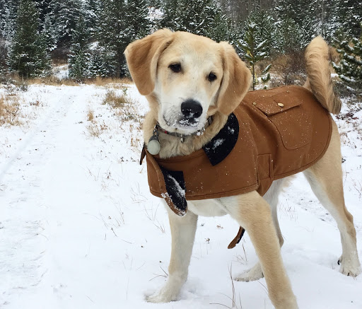 Pet Supply Store «Petco Animal Supplies», reviews and photos, 264 Dillon Ridge Way, Dillon, CO 80435, USA