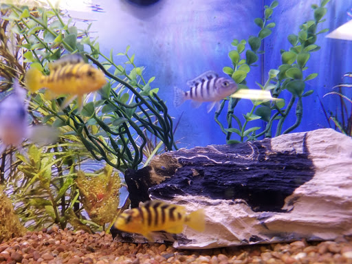 Pet Store «PetSmart», reviews and photos, 213 Greenville Hwy, Hendersonville, NC 28792, USA